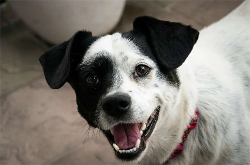 Come aiutare un cane timido? 7 consigli professionali per aumentare la tua sicurezza