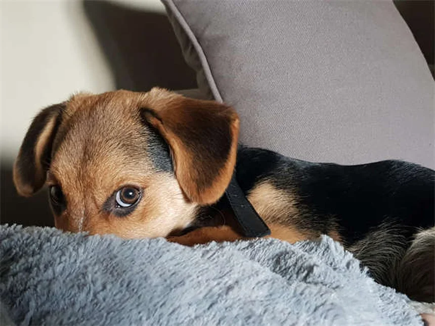 Come aiutare un cane timido? 7 consigli professionali per aumentare la tua sicurezza