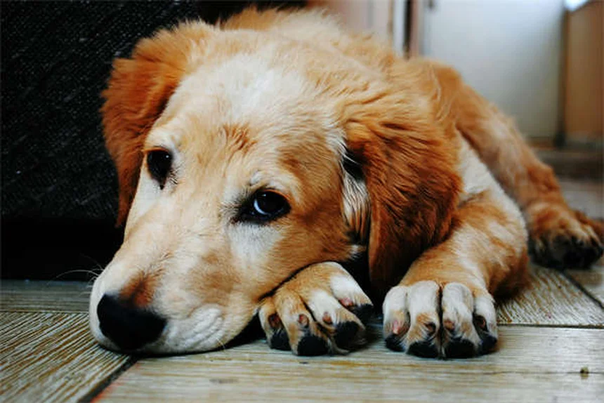 Come aiutare un cane timido? 7 consigli professionali per aumentare la tua sicurezza