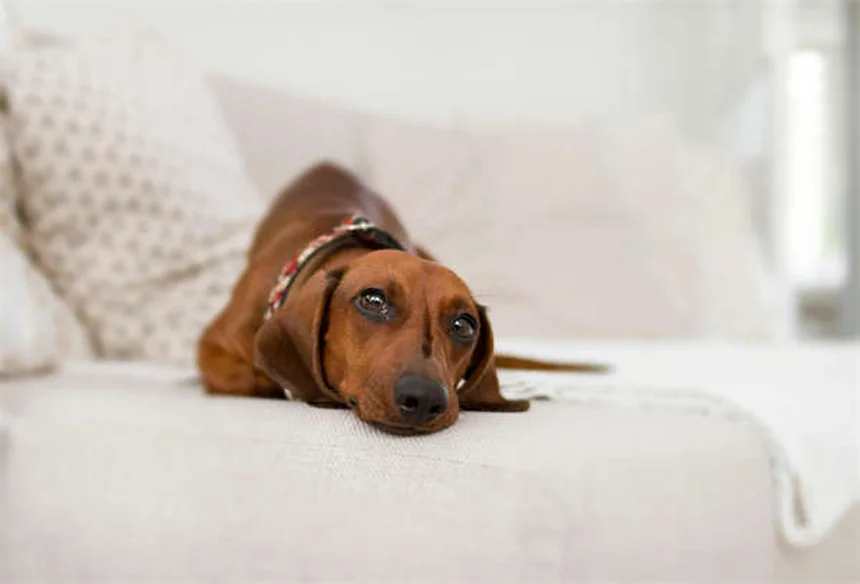 Come aiutare un cane timido? 7 consigli professionali per aumentare la tua sicurezza