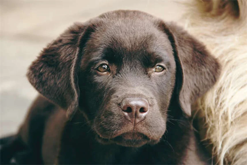 Buon cittadino canino: 5 passaggi per superare il test con il tuo cane
