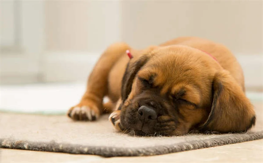 Buon cittadino canino: 5 passaggi per superare il test con il tuo cane