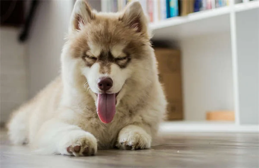 Buon cittadino canino: 5 passaggi per superare il test con il tuo cane