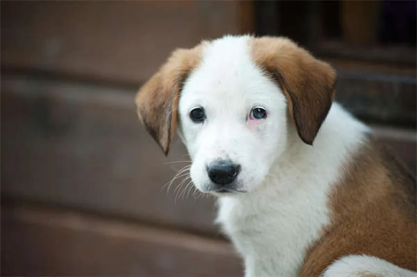 Lure Coursing per cani: la guida completa per iniziare
