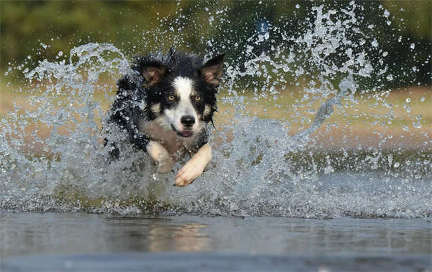 Lure Coursing per cani: la guida completa per iniziare
