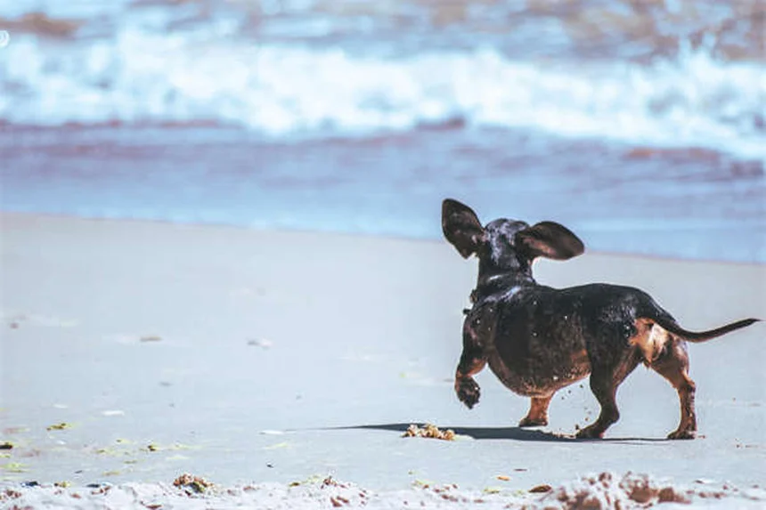 Enalapril per cani: la guida completa per proteggere il cuore del tuo cane