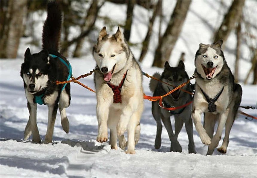 Enalapril per cani: la guida completa per proteggere il cuore del tuo cane