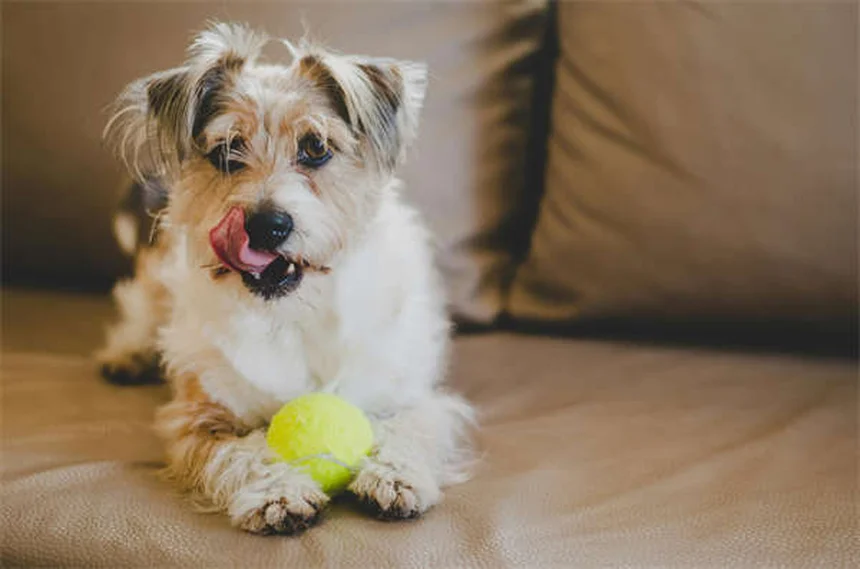 Come fermare il bullismo nei cani? 5 segni che il tuo cane è un bullo