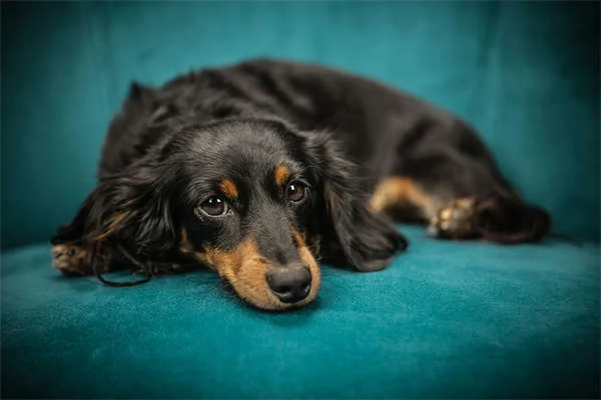 Come fermare il bullismo nei cani? 5 segni che il tuo cane è un bullo