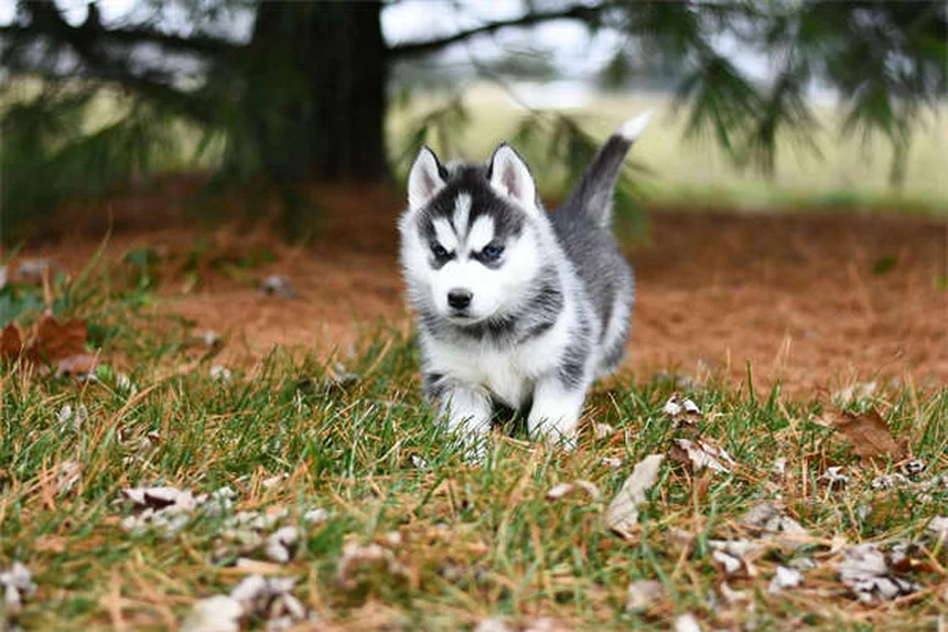 Come pulire le orecchie del tuo cane: guida completa per orecchie sane