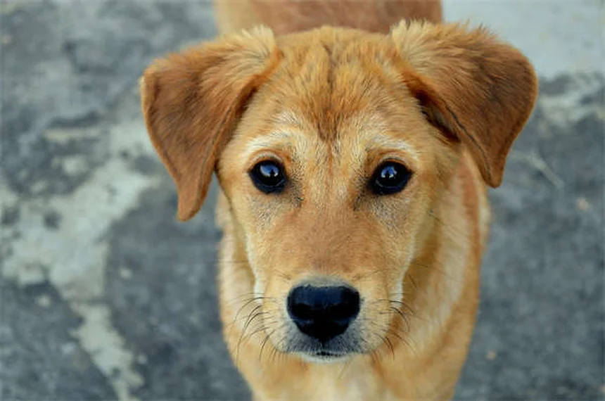 Come pulire le orecchie del tuo cane: guida completa per orecchie sane