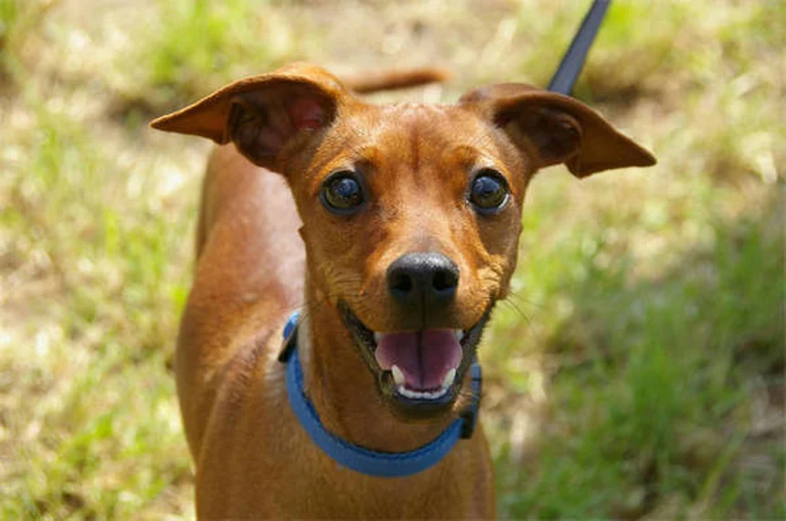 Come pulire le orecchie del tuo cane: guida completa per orecchie sane