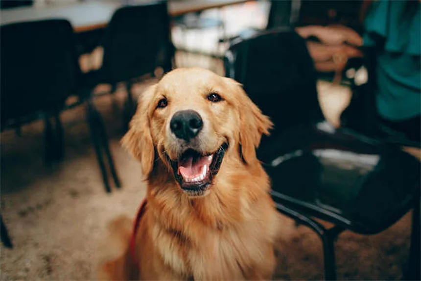 Come pulire le orecchie del tuo cane: guida completa per orecchie sane