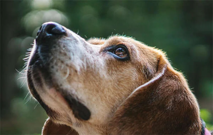 Protezione delle risorse nei cani: 5 soluzioni efficaci per rimediare