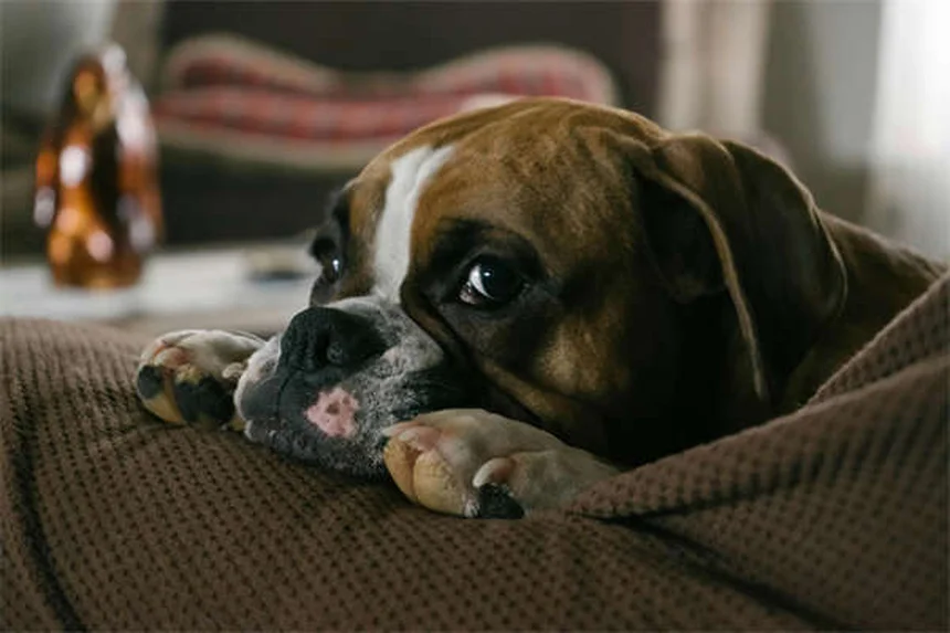 Protezione delle risorse nei cani: 5 soluzioni efficaci per rimediare