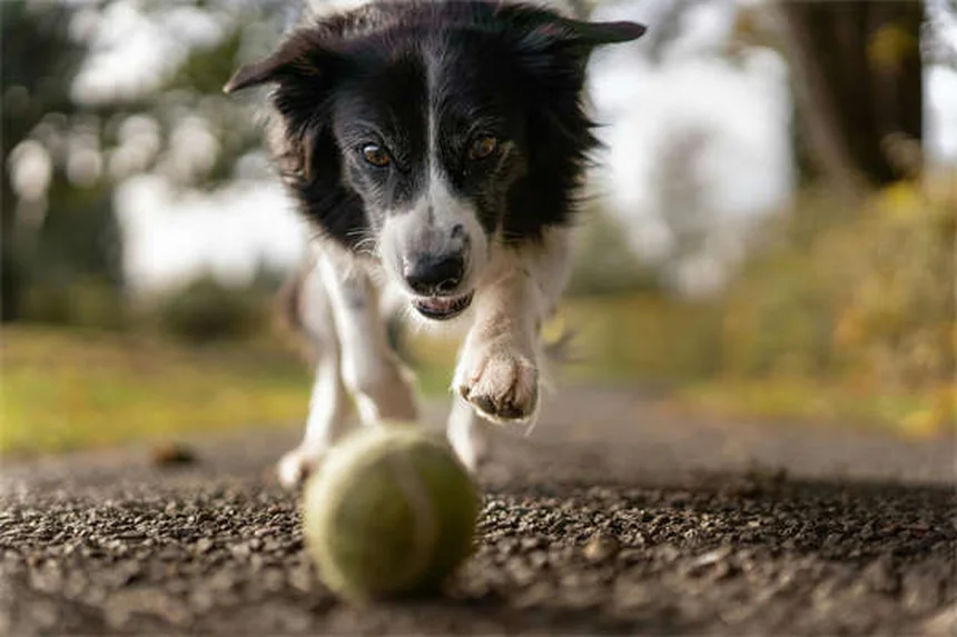 Protezione delle risorse nei cani: 5 soluzioni efficaci per rimediare