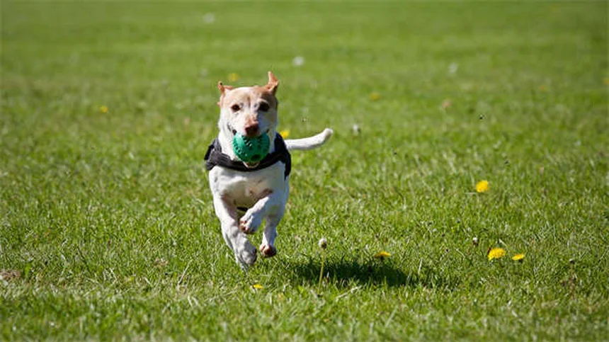 Konik: 5 cose da sapere su questo raro cavallino polacco