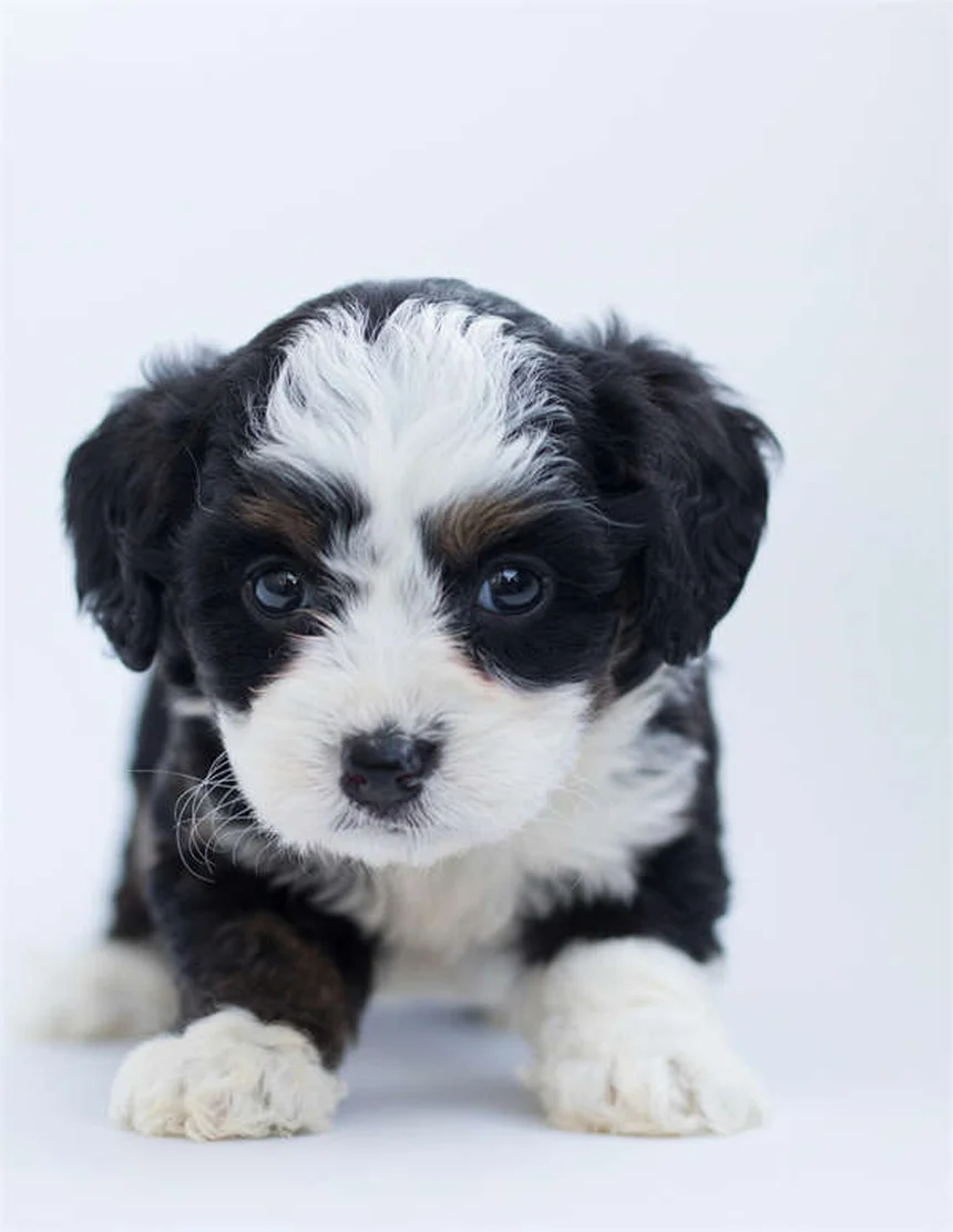 Punti caldi nei cani: 5 soluzioni efficaci per curarli