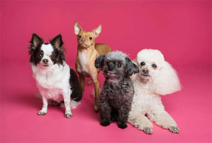 Punti caldi nei cani: 5 soluzioni efficaci per curarli