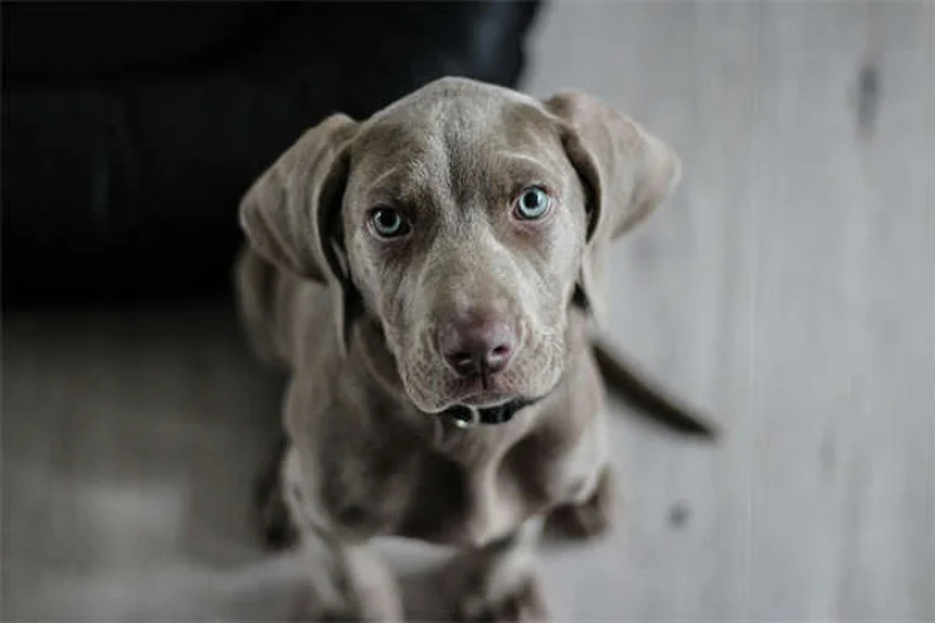 Punti caldi nei cani: 5 soluzioni efficaci per curarli