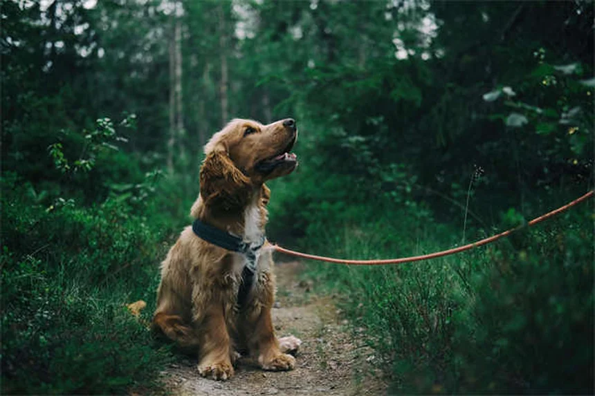 Ifema nel cane: sintomi, cause e trattamenti urgenti